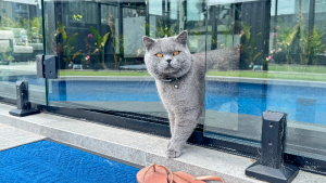 British Shorthair – South Morang