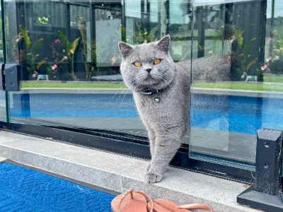 British Shorthair – South Morang