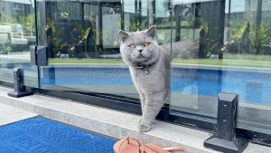 British Shorthair – South Morang