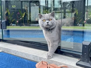 British Shorthair – South Morang