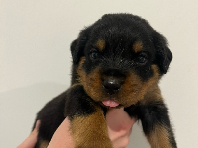 Rottweiler – Bribie Island