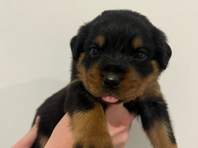 Rottweiler – Bribie Island