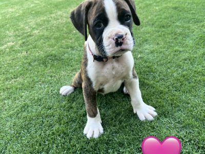 Boxer – Toowoomba