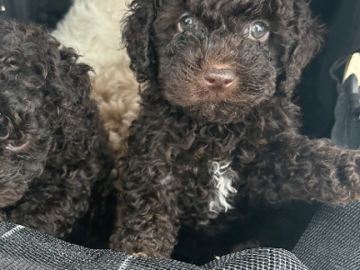 Poodle Mini – Saint Clair