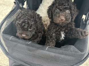 Poodle Mini – Saint Clair