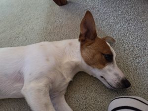 Jack Russell – Warnbro