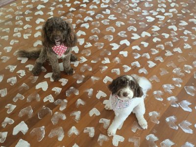 Labradoodle – Nerang