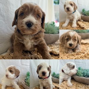 Cavoodle – Gold Coast