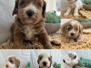 Cavoodle – Gold Coast