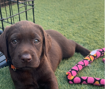 Labrador Retriever – Westbrook