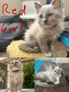 Ragdoll – Strathfield