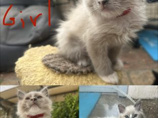 Ragdoll – Strathfield