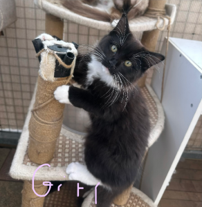 Ragdoll – Strathfield