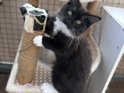 Ragdoll – Strathfield