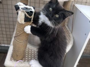 Ragdoll – Strathfield