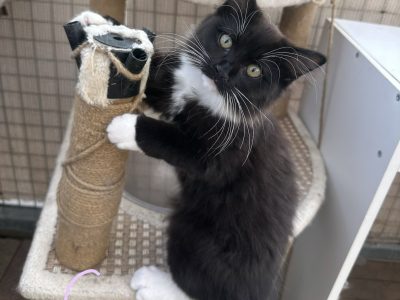 Ragdoll – Strathfield