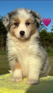 Australian Shepherd – Oakdale