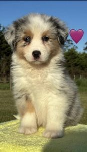 Australian Shepherd – Oakdale