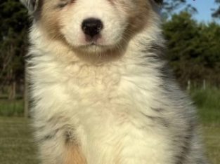 Australian Shepherd – Oakdale