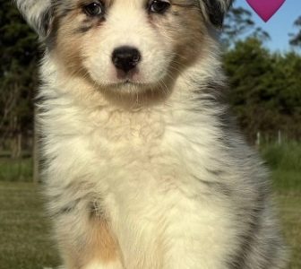 Australian Shepherd – Oakdale