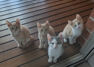 Domestic Short Hair (DSH) – Geelong