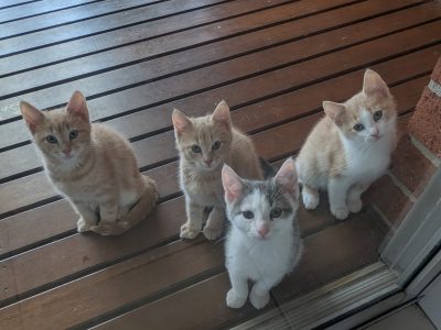 Domestic Short Hair (DSH) – Geelong