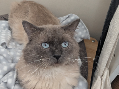Ragdoll – Lithgow