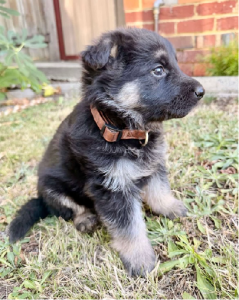 German Shepherd – Bundoora