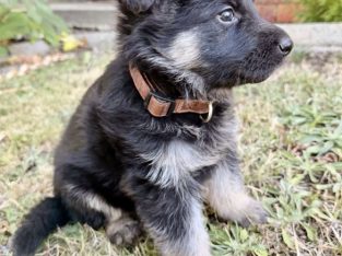 German Shepherd – Bundoora