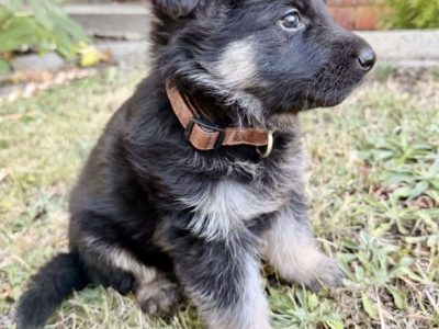 German Shepherd – Bundoora