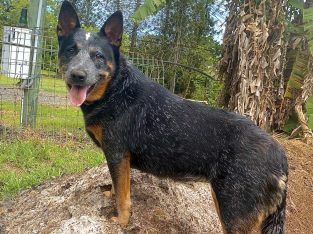 Australian Cattle Dog – Buderim