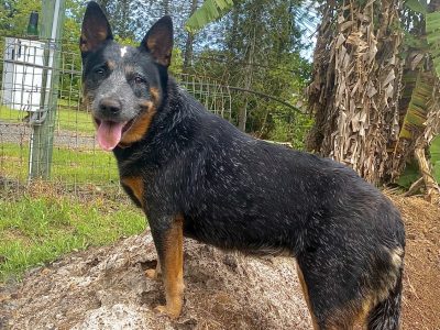 Australian Cattle Dog – Buderim