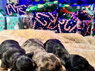 Dachshund – Charters Towers