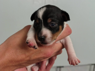 Dogs – West Mackay