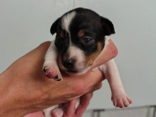 Dogs – West Mackay