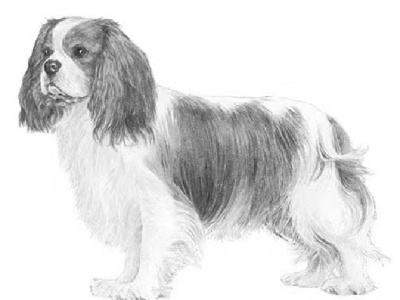 Cavalier King Charles Spaniel – Mentone