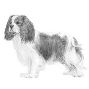 Cavalier King Charles Spaniel – Mentone