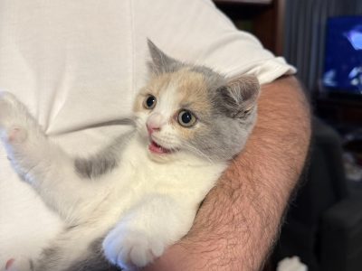 British Shorthair – Melbourne