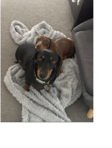 Miniature Dachshund – Griffin
