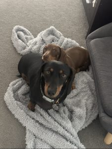 Miniature Dachshund – Griffin
