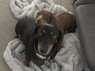 Miniature Dachshund – Griffin