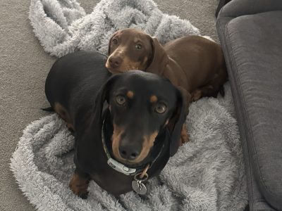 Miniature Dachshund – Griffin