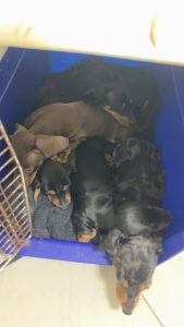 Dachshund – Woodford