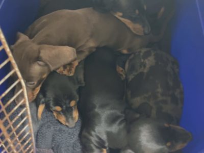 Dachshund – Woodford