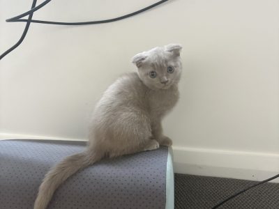 Scottish Fold – Austral