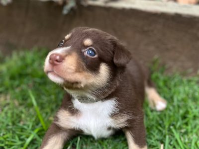 Australian Kelpie – Carina Heights