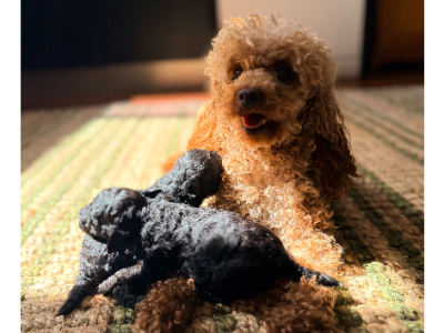 Toy Poodle – Geraldton