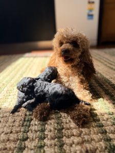 Toy Poodle – Geraldton