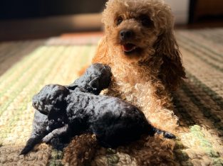 Toy Poodle – Geraldton