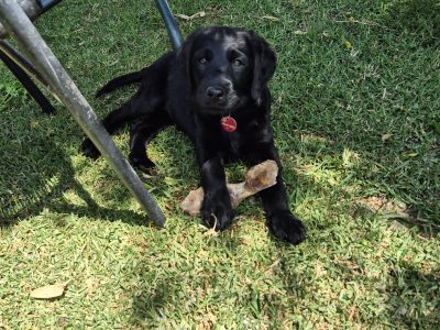 Labradoodle – Pearcedale